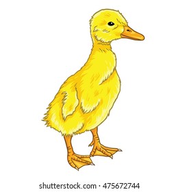Duckling Cute Little Duck Cartoon Vector Drawing Illustration