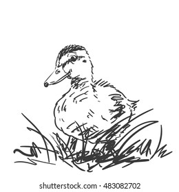 Duckling in grass isolated Vector sketch Hand drawn illustration black on white background