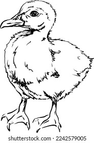 Duckling. Ilustración vectorial dibujada a mano sobre fondo transparente. Esbozo, arte de línea