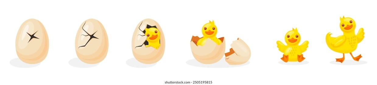 Duckling hatching. Duck hatch stages, bird birth from breaking shell egg, poultry newborn growth cartoon cute young baby ducks farm pet born process, vector illustration original artwork