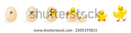 Duckling hatching. Duck hatch stages, bird birth from breaking shell egg, poultry newborn growth cartoon cute young baby ducks farm pet born process, vector illustration original artwork