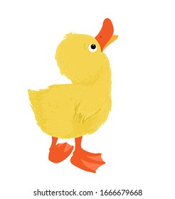 Duckling looking up,
Vector illustration isolated on white background
