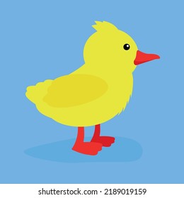 duckling on a blue background