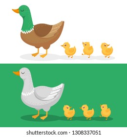 Ducklings and mother duck. Ducks family, duckling following mom and walking mallard baby chicks group. Wild goose family, farm bird with chick cartoon vector illustration set