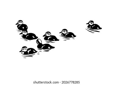 Ducklings on the water. Drawing on a white background. Vector illustration.