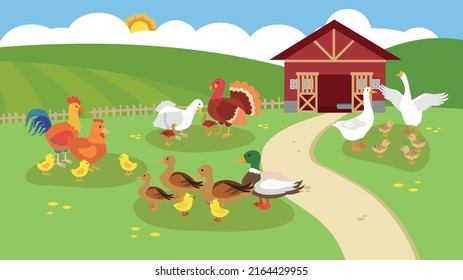 Ducks, chickens, turkeys and geese graze on the farm