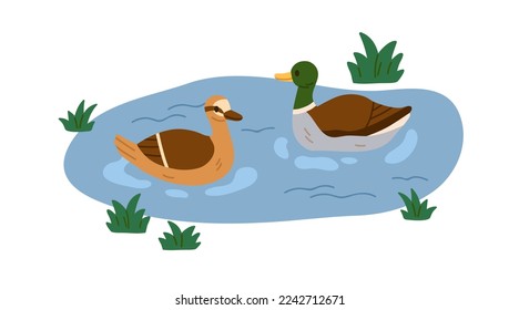 Ducks couple swimming in pond. Mallards, wild birds family floating on water surface in nature. Fowls pair, male and female in lake. Flat vector illustration isolated on white background