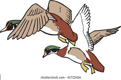 Ducks in flight