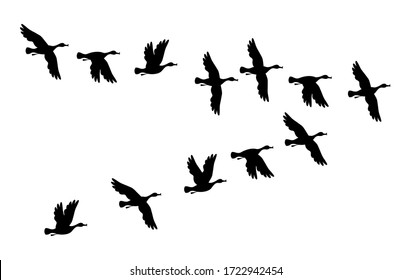 Ducks. Flock of birds flying. Vector black image silhouette.