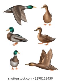 Patos. Aves voladoras en naturaleza salvaje ilustraciones decentes vectoriales realistas de patos en diferentes poses