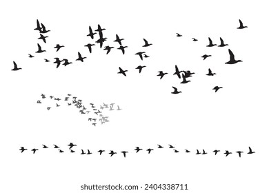 Ducks flying in a natural distribution. Vector images. White background. 