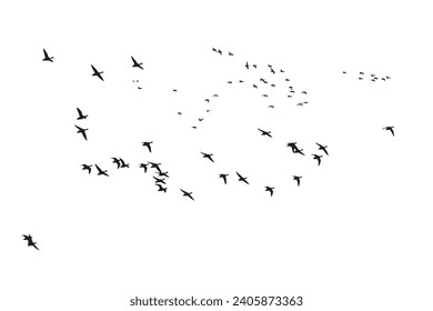 Aves volando con una vista natural. Pájaros vectores. Fondo blanco.