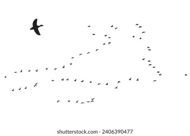 Ducks flying in a natural view. Vector images. White background. 