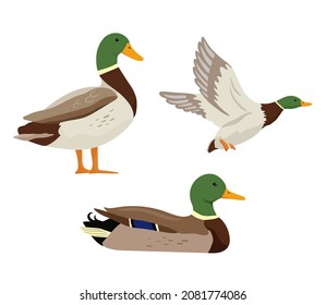 Ducks are flying on hunting. Set of flat cartoon colorful ducks with green heads. Vector illustration sweeming and standing pond birds isolated on white background.