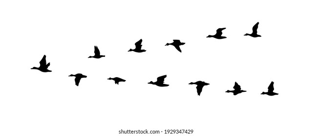 A ducks flying south. Vector illustration