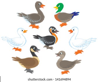 Ducks and geese