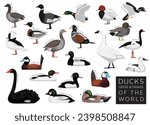 Ducks Geese and Swans of the World Set Cartoon Vector Character