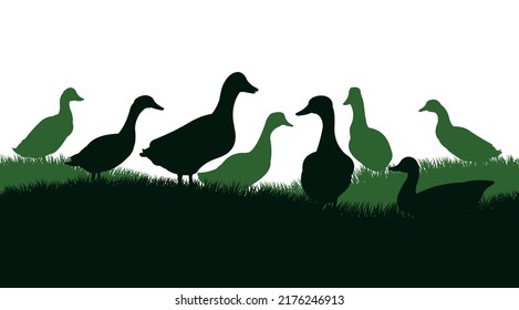 Ducks graze in pasture. Picture silhouette. Farm pets. Domestic poultry. Isolated on white background. Vector.