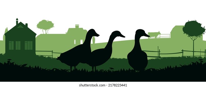 Ducks graze in pasture. Picture silhouette. Farm pets. Domestic poultry. Rural landscape with farmer house. Isolated on white background. Vector