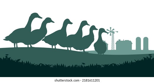 Ducks graze in pasture. Picture silhouette. Farm pets. Domestic poultry. Rural landscape with farmer house. Isolated on white background. Vector