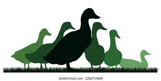 Ducks graze in pasture. Picture silhouette. Farm pets. Domestic poultry. Isolated on white background. Vector.