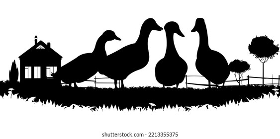 Ducks graze in pasture. Picture silhouette. Farm pets. Domestic poultry. Isolated on white background. Vector