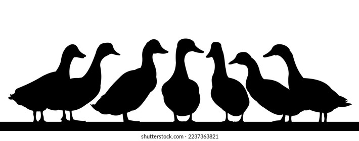 Ducks graze in pasture. Picture silhouette. Farm pets. Domestic poultry. Isolated on white background. Vector