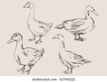 ducks hand draw sketch, vector 