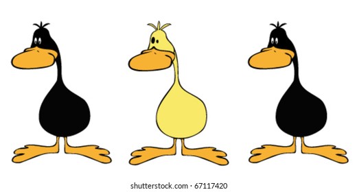 Ducks line up.