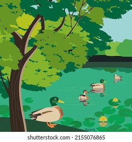 Ducks on pond in Summer urban garden vector poster. City public park background. Green tree, aquatic plant, natural park lake wetland landscape. Hand drawn town cozy rest place flat color illustration