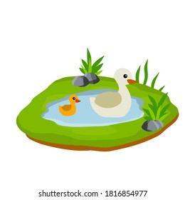 Ducks in the pond. Chicken swims in lake. Animal in wild and forest. Mother and yellow child of a bird in water. Flat cartoon.
