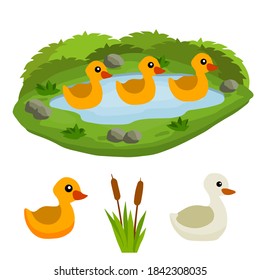 Ducks in the pond. Chicken swims in lake. Animal in wild and forest. Mother and yellow child of a bird in water. Flat cartoon.