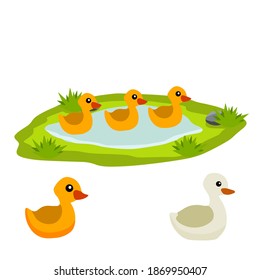 Ducks in the pond. Chicken swims in lake. Animal in wild and forest.