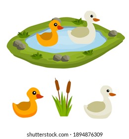 Ducks in the pond. Chicken swims in lake. Animal in wild and forest.