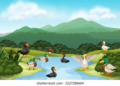 Ducks in pond scene illustration