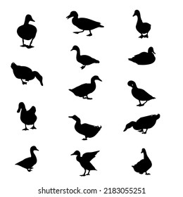 Ducks Silhouette stock illustration on white background