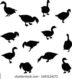 Ducks silhouette vector bundle, high quality ducks illustration