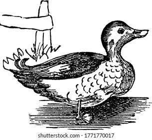 Ducks are species in the waterfowl family, Anatidae. They have elongated and broad body, long neck, broad bills, short and pointed wings; consumes grasses, aquatic plants, fish, insects, and molluscs