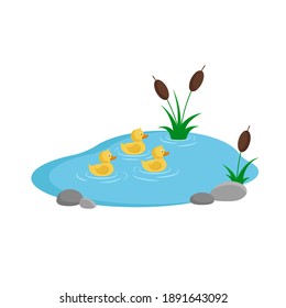 Ducks swimming in the pond. Three yellow duckings in the pond with reeds. Duck cartoon character. Flat style. Vector illustration