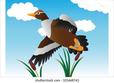 ducks that were flying over the swamp