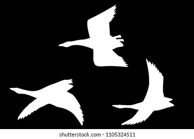 ducks vector illustration