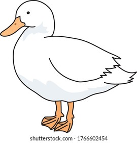 Ducks are waterfowl kept as livestock
