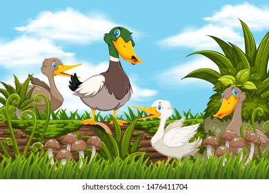 Ducks in woods scene illustration