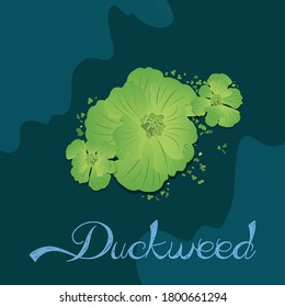 Duckweed Water Plant Find In Bangladesh