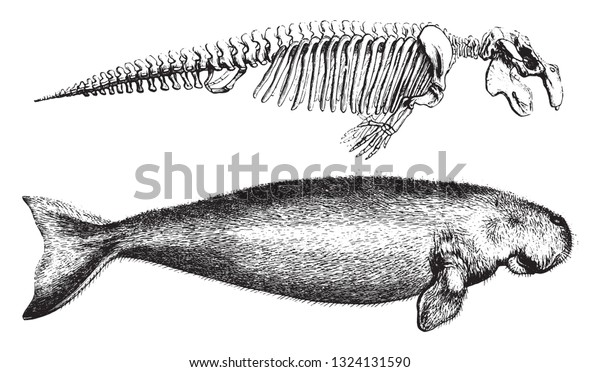 ジュゴンとその骨組み ビンテージ彫刻イラスト ポール ゲルヴァイスの動物学のエレメントから のベクター画像素材 ロイヤリティフリー