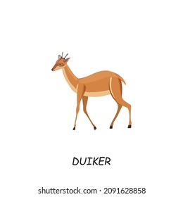 Duiker, African animal. Vector illustration isolated on white background.