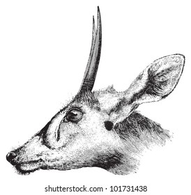 Duiker (Cephalophus madoqua) / vintage illustration from Brockhaus Konversations-Lexikon 1908