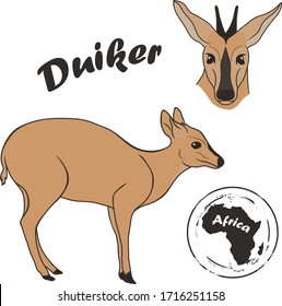 imagen de animales vectoriales duiker aislada en fondo blanco