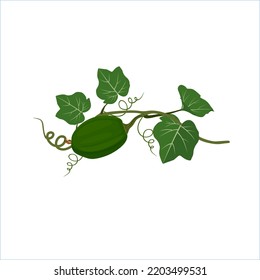 Dull green machete gourd with stalks and leaves. vector illustration design