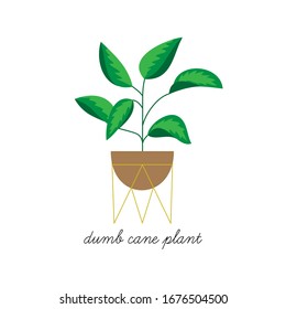 Dumb cane plant, dieffenbachia  vector illustration graphic. Hand drawn cute indoor plant in pot. Isolated.